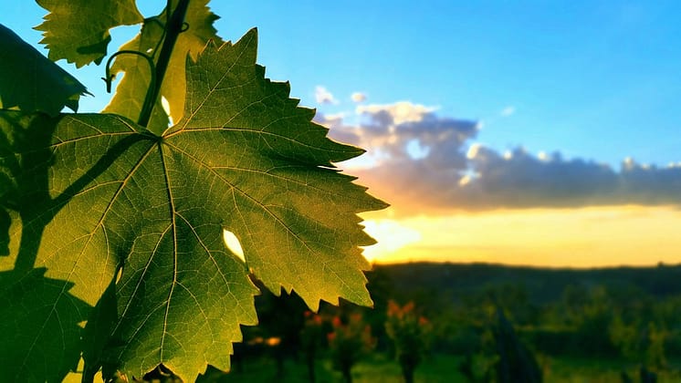 Leaf blocking the sun